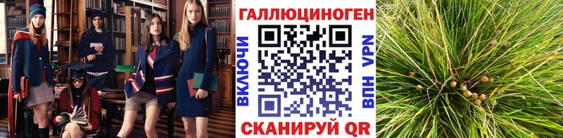 Купить  Елизово  Галлюциногенные грибы Psilocybine cubensis 